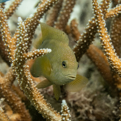 Bluntsnout Gregory — seen at this dive site