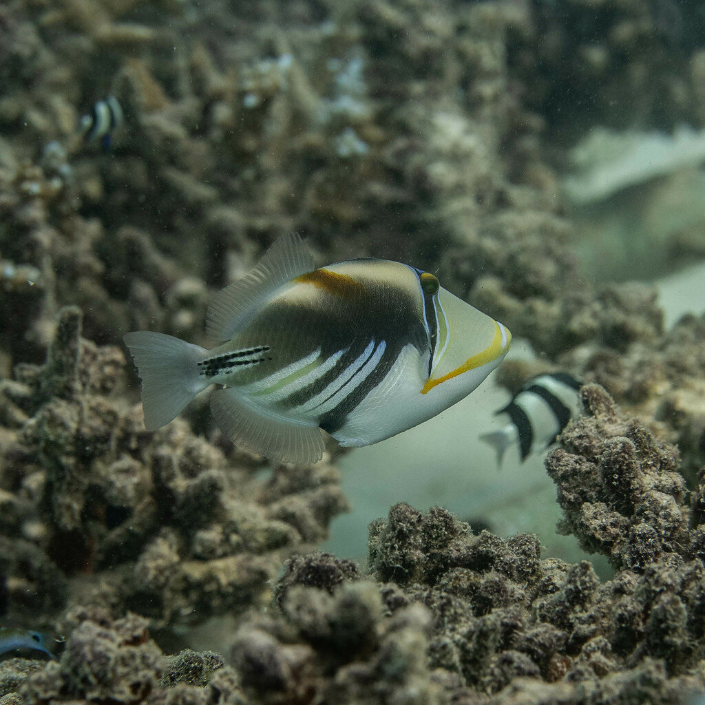 Lagoon Triggerfish