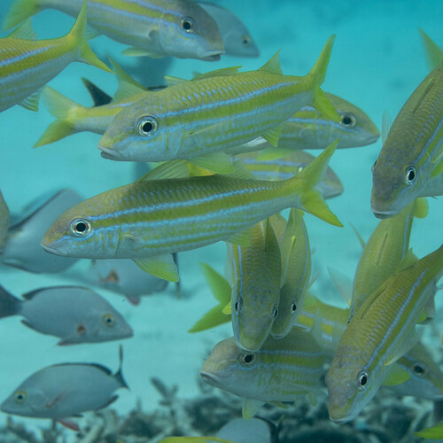 Yellowfin Goatfish — seen at this dive site