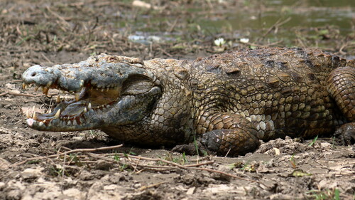 West African Crocodile