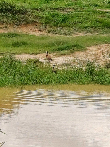 White-faced Whistling-Duck