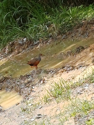 Gray-cowled Wood-Rail