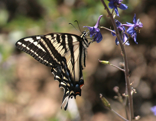 Pale Swallowtail