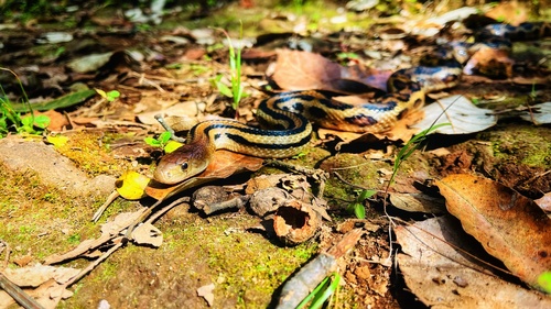 Middle American Gopher Snake