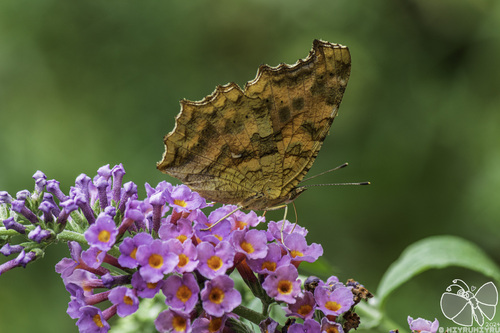 Asian Comma