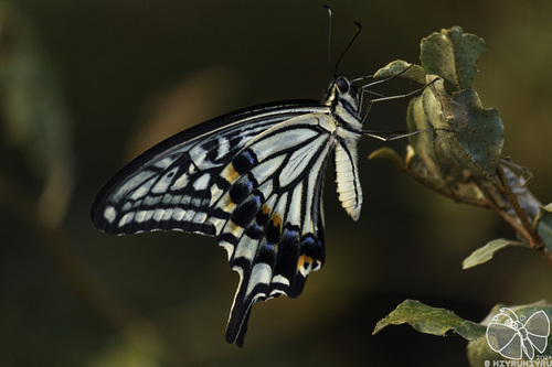 Chinese Yellow Swallowtail