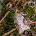 Apoctena orthropis - Photo (c) Danilo Hegg, όλα τα δικαιώματα διατηρούνται, uploaded by Danilo Hegg