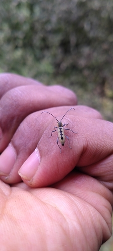 Oligoenoplus