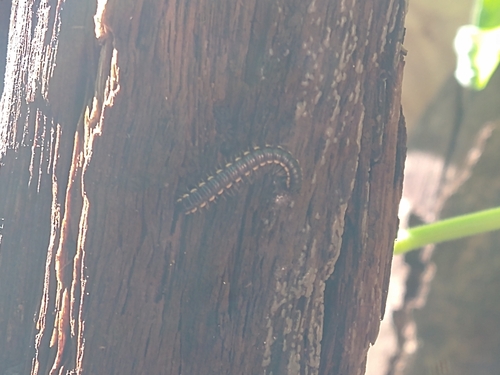 Long-flange Millipede