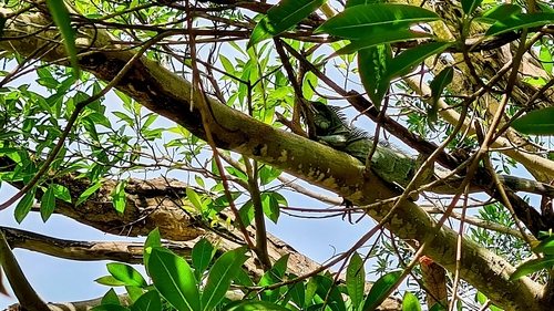 Green Iguana