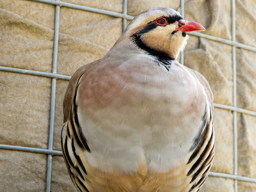 Chukar