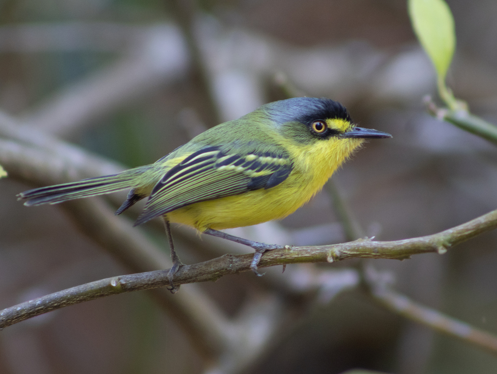 Gray-headed Tody-Flycatcher (Todirostrum poliocephalum) photo