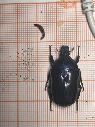 Japanese Drone Beetle