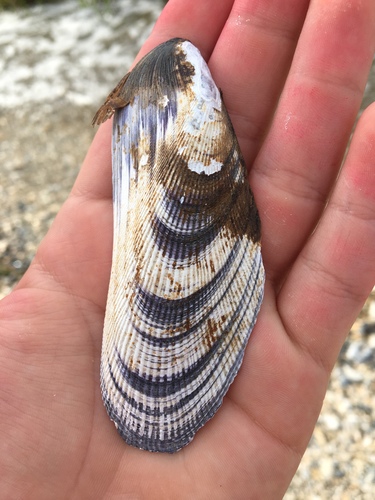 Atlantic Ribbed Mussel