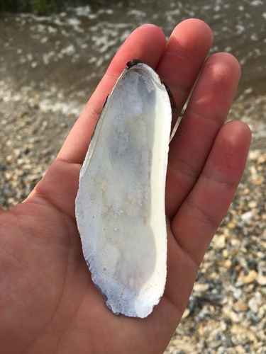 Atlantic Ribbed Mussel