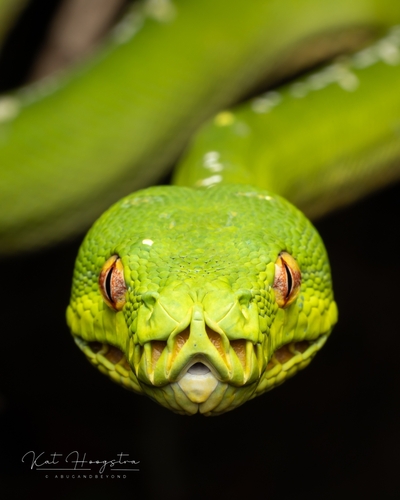 Southern Green Python sighting