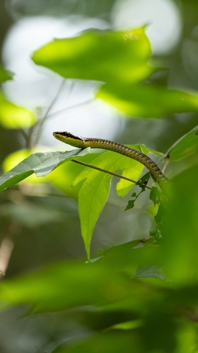 Northern Tree Snake sighting