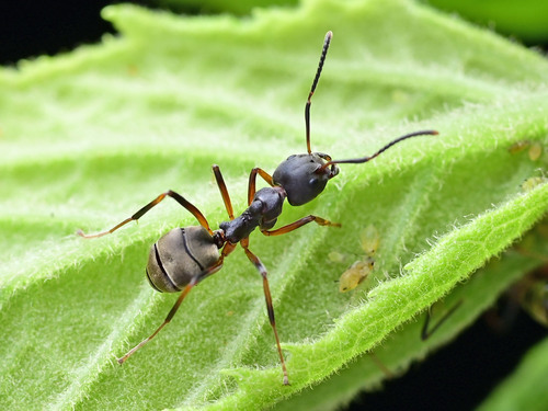 老挝臭蚁Dolichoderus laotius