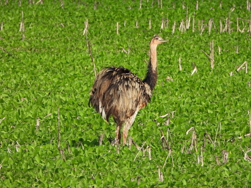 Greater Rhea