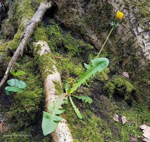 crowded-lobed dandelion (Taraxacum vastisectum)