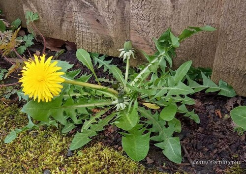 incise-lobed dandelion (Taraxacum macrolobum)