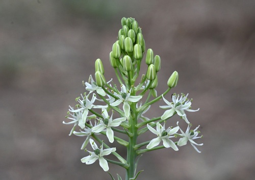 sand lily