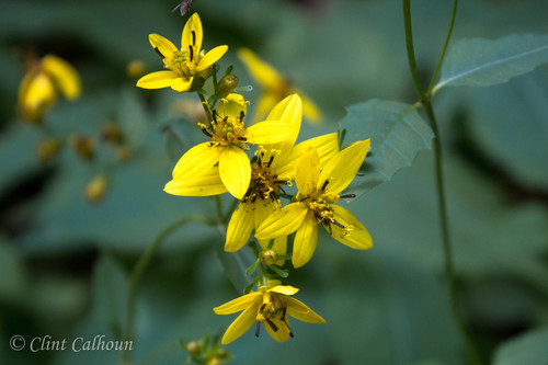 broadleaf tickseed (Coreopsis latifolia)