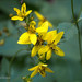 Coreopsis latifolia - Photo (c) clintcalhoun@bellsouth.net, todos los derechos reservados