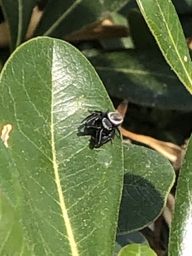 Messua limbata