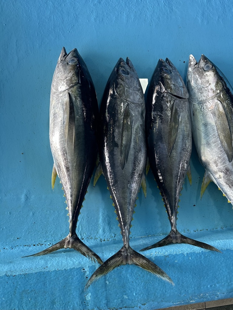 Yellowfin tuna