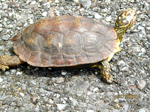Mexican Spotted Terrapin