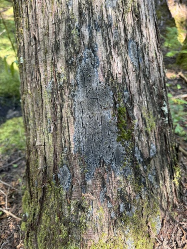 black-bordered shingle lichen