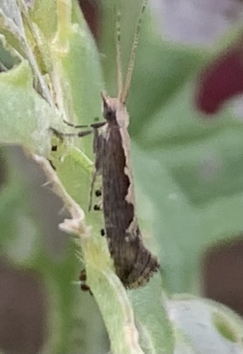 Diamondback Moth