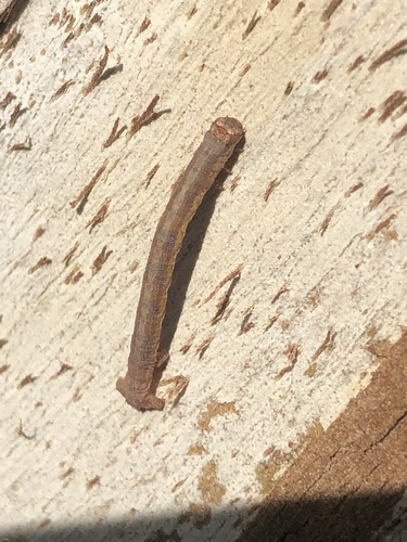 Kiawe Moth