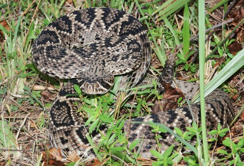 Eastern Diamondback Rattlesnake