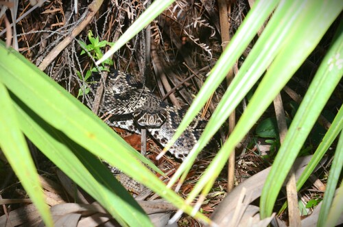 Eastern Diamondback Rattlesnake