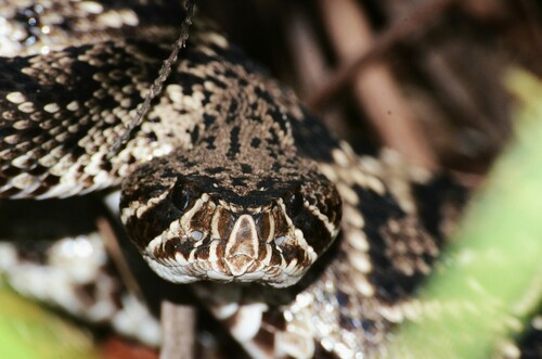 Eastern Diamondback Rattlesnake