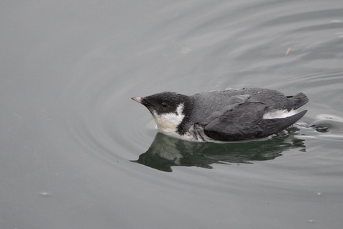Ancient Murrelet