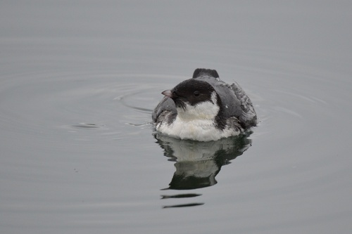 Ancient Murrelet