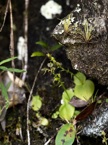 Saunders' widelip orchid (Liparis saundersiana)
