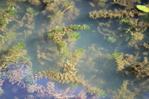 Eurasian water-milfoil