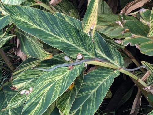 Common Tree Snake sighting