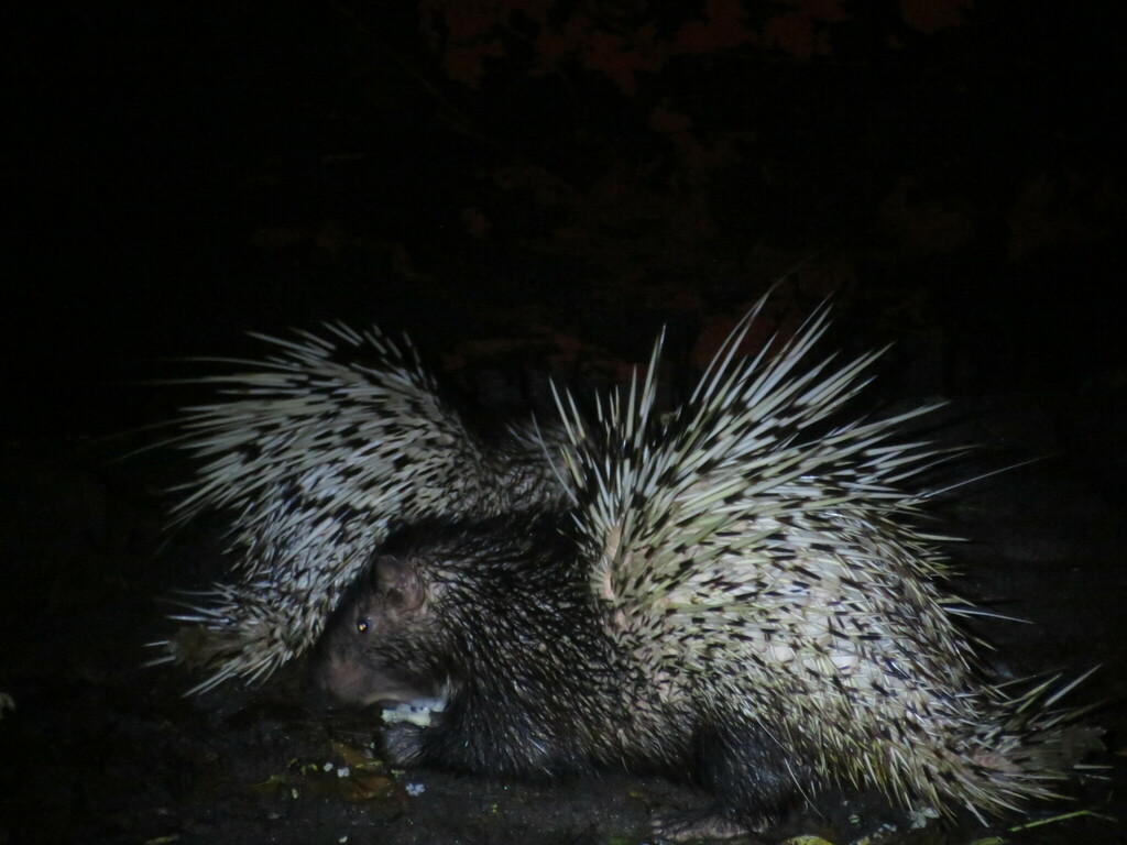 Sumatran Porcupine (Hystrix sumatrae)