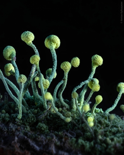 Frosted Glass-whiskers Lichen (Sclerophora peronella) · iNaturalist