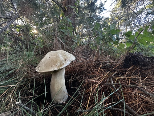 Boletus edulis (Photo 2 of 8)