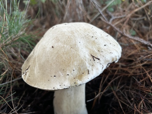 Boletus edulis (Photo 3 of 8)