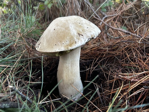 Boletus edulis (Photo 4 of 8)