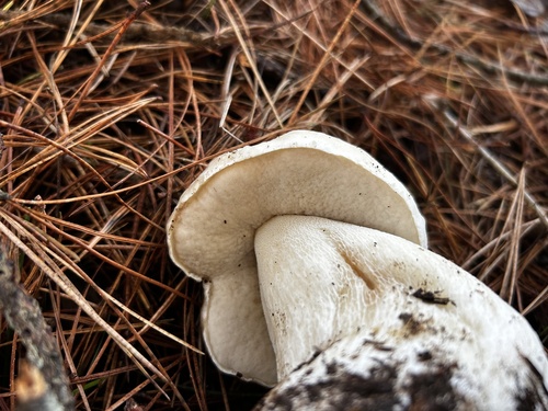 Boletus edulis (Photo 5 of 8)