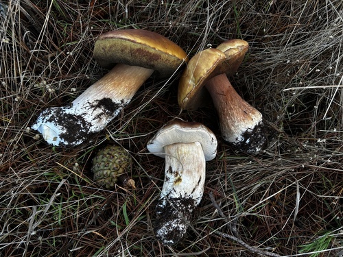 Boletus edulis (Photo 6 of 8)