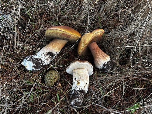 Boletus edulis (Photo 7 of 8)